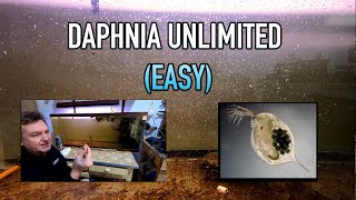 How I Raise Daphnia Water Fleas And You Can Too [upl. by Lerak]