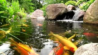 York Lancaster Harrisburg PA Backyard Koi Fish Ponds Waterfalls and Fountains [upl. by Slavic]