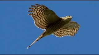 Sparrowhawk Bird Call Bird Song [upl. by Asinla]