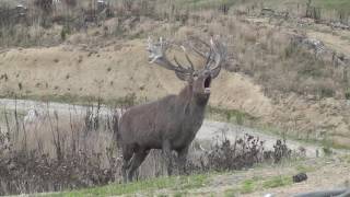 Red Stag roaring [upl. by Kartis]