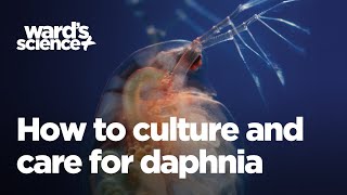 Caring and Culturing for Daphnia [upl. by Etnod]