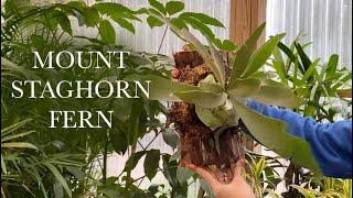 Mount Staghorn Fern in Under 5 Minutes DIY [upl. by Alphonsine]