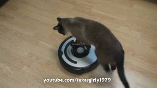 Cat shows HOW TO use iRobot Roomba Vacuum [upl. by Ardnwahsal]