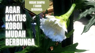 Agar Kaktus KOBOI Mudah BERBUNGA cactuskebuncilik [upl. by Knarf]