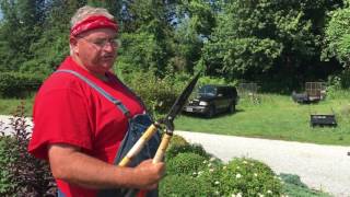 how to Trim Shrubs the Right Way or the Correct Way [upl. by Darmit]