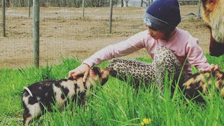 7 BEST LIVESTOCK FOR URBAN or SMALL HOMESTEADS [upl. by Ahpla36]