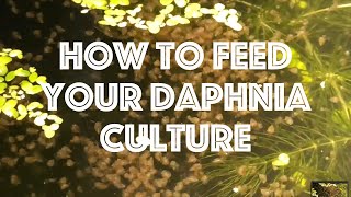 How To Feed Your Daphnia Culture [upl. by September]