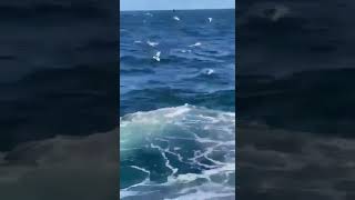 Shark attack in Little Bay  Sydney NSW Australia  16 February 2022 Full Video [upl. by Ellehsram77]