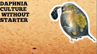 HOW TO CULTURE DAPHNIA NATURALLY WITHOUT A STARTER [upl. by Audras337]