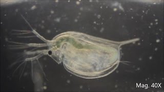 Daphnia magna under the Microscope [upl. by Herald309]