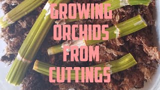 How to Propagate Orchids July 2020 [upl. by Einttirb]