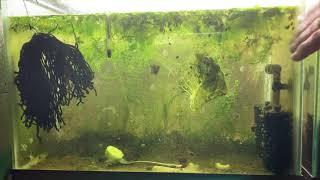 Scuds Daphnia Cherry Shrimp Copepods My aquatic food culture [upl. by Repinuj265]