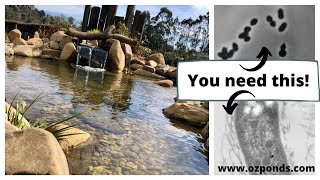 Beneficial bacteria for ponds Do you need it [upl. by Carbrey537]