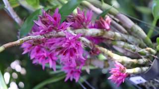 All about the Dendrobium bracteosum  Species Orchid Review [upl. by Glassman396]