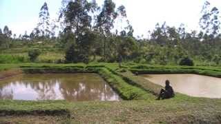 FISH POND MANAGEMENT 1  What you need to know [upl. by Duster]