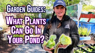 Garden Guides What Plants Are Good For Your Pond [upl. by Jackqueline]