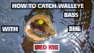 How to Catch Walleye with Ned Rig [upl. by Dionisio]