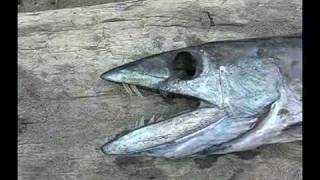 Longnose Lancetfish Ate PLASTIC [upl. by Oesile]