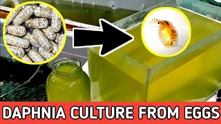 HOW TO HATCH DAPHNIA EGGS  HOW TO CULTURE DAPHNIA [upl. by Christoforo]