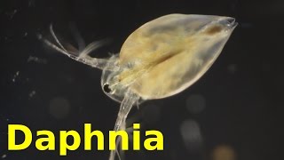 Daphnia [upl. by Charteris]