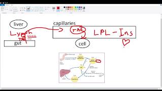 Chylomicron Metabolism [upl. by Fesuoy]