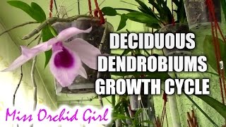 Growth cycle of deciduous Dendrobium orchids [upl. by Mcgregor]