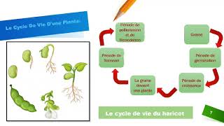 Eveil scientifique  Le cycle de vie d’une plante SVT CM1 [upl. by Deland]