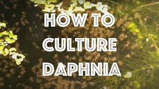 How To Culture Daphnia Magna [upl. by Graniah]