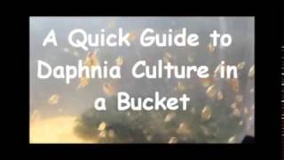 How to culture daphnia outside [upl. by Puritan]