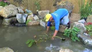 How to build a Fish Pond  Part 21  Pond Plants amp Waterfall  Final [upl. by Ettedo]