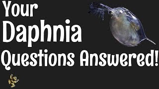 Daphnia Questions Answered [upl. by Raamal229]