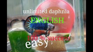 daphnia moina culture Easy way Unlimited production English  with sub Green water Chlorella [upl. by Rostand]