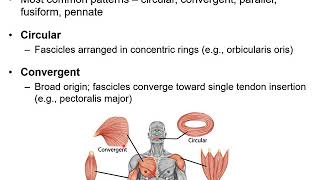 Chapter 11B  Muscular System Naming Skeletal Muscles and Arrangement of Fascicles [upl. by Raddy92]