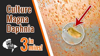 How to culture DAPHNIA MAGNA  The easy way [upl. by Gitlow321]