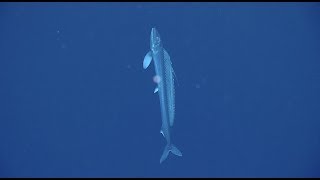 Lancetfish Unlocking the Secrets of the Deep [upl. by Aicul]