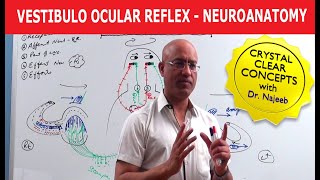 Vestibulo Ocular Reflex  Neuroanatomy [upl. by Amliw]