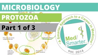 Protozoa  Microbiology  USMLE STEP 1  Part 1 of 3 [upl. by O'Toole404]