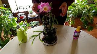 How to Get Dendrobium Orchid to Rebloom [upl. by Zilla744]