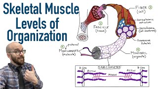 Skeletal Muscle Levels of Organization  Filament Basics [upl. by Anum]