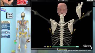 How Scapular Movement Works 3D Anatomy amp Diagrams [upl. by Einolem]