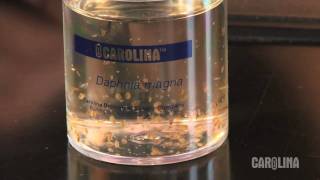 How to Care for Daphnia [upl. by Lleira]