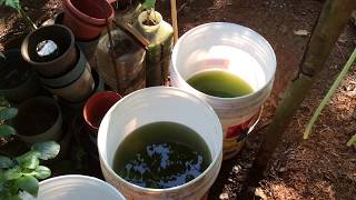 How to grow Green Water Algae [upl. by Anialad279]