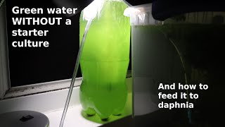 Green Water WITHOUT a Starter Culture  From Scratch  How To [upl. by Eddina]