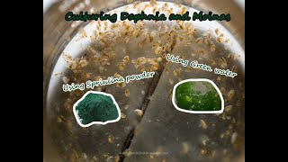 How To Culture Daphnia and Moinas using Green Water Spirulina powder [upl. by Yahsan]