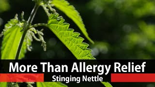 The Benefits Of Stinging Nettle  Urtica Dioica [upl. by Falzetta]