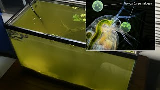 Raising Daphnia for the Freshwater Aquarium [upl. by Lonier]