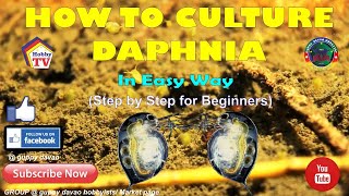 HOW TO CULTURE DAPHNIA In Easy Way [upl. by Dranek]